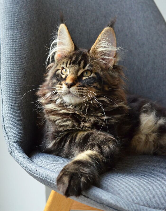 15 Weeks Old Maine Coon
