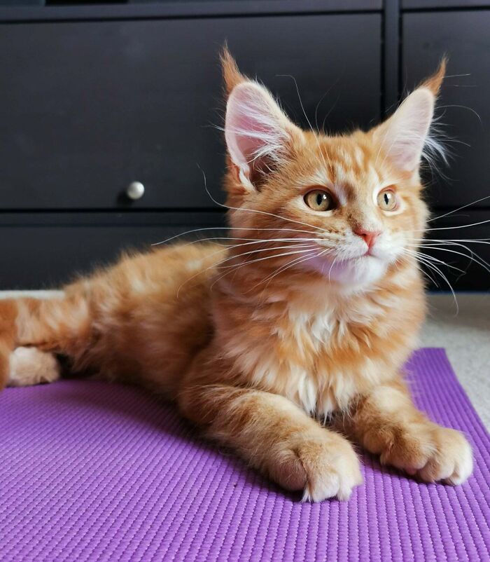 Ragnar, Little Maine Coon