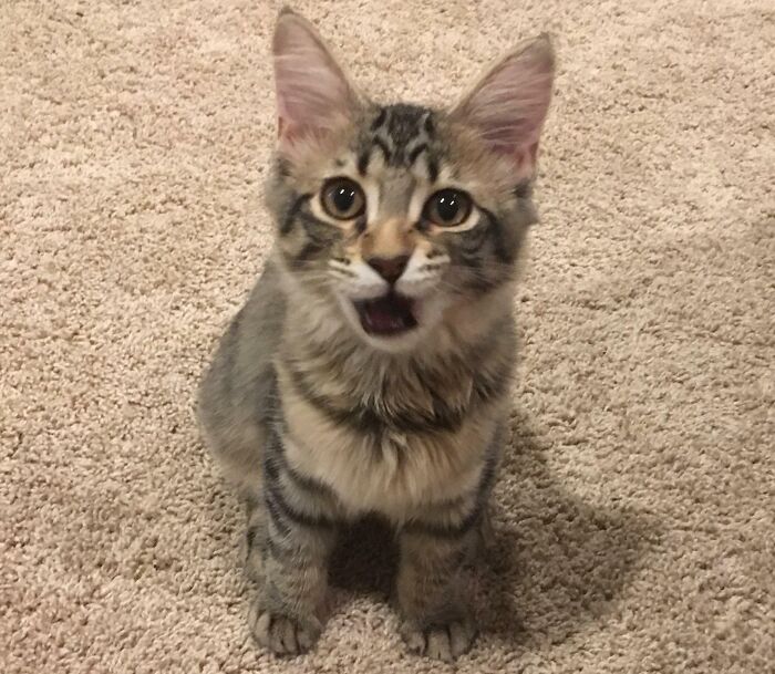 She’s Little Now But One Day Mingus Will Be A Full Grown Maine Coon