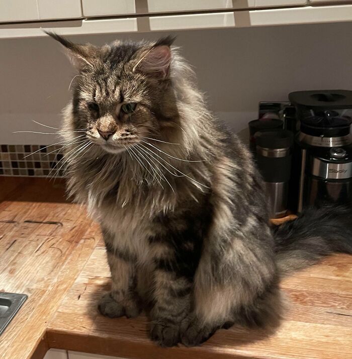 Granville Is Not A Morning Cat