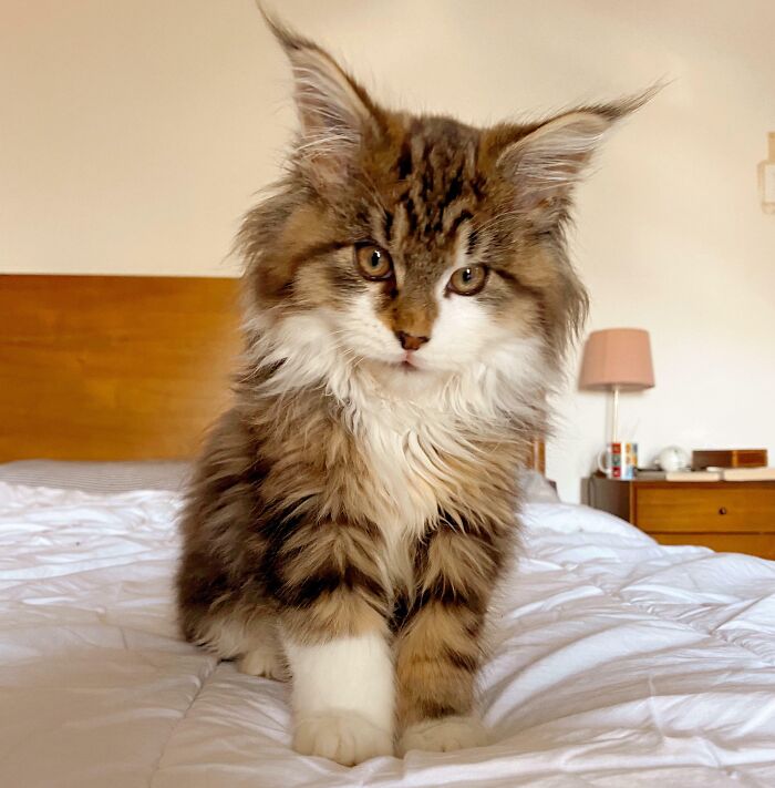 This Is Ferdinand 14 Weeks Old