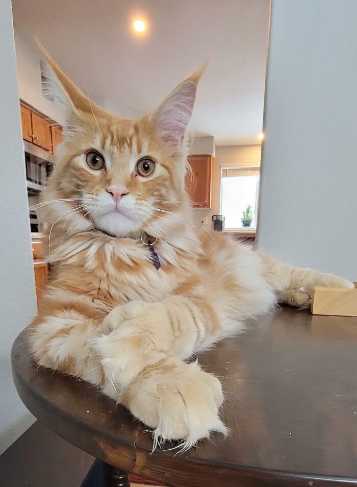 Check Out These Xl Murder Mittens!! Orion Was Posing Like A Pro