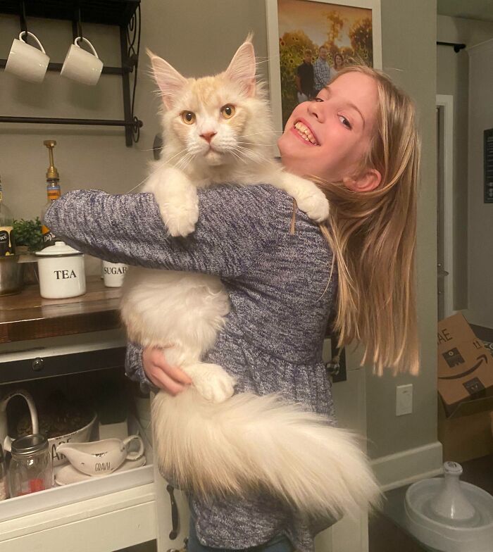 9 Month Old Mainecoon Vs 9 Year Old Niece