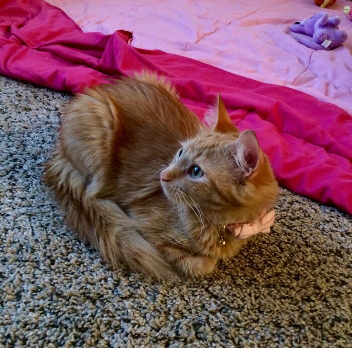 My Tiny Main Coon Loaf