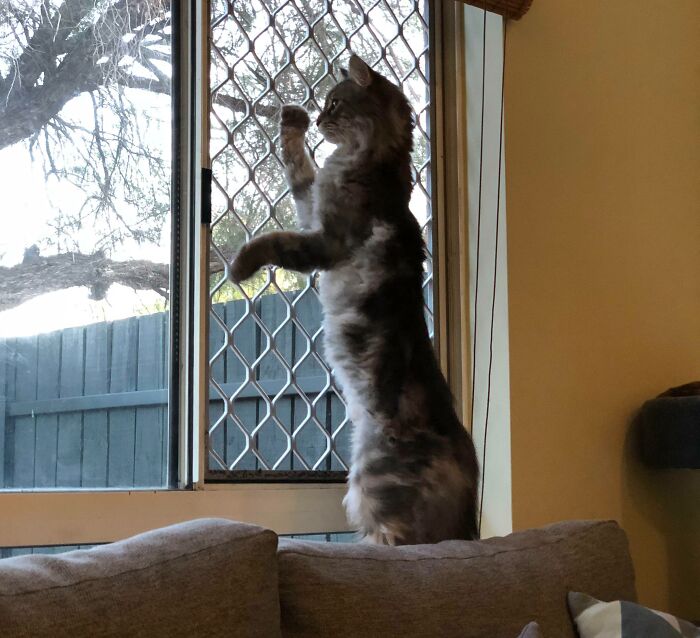 This Is What My Maine Coon Looks Like When My Wife Pulls In The Driveway