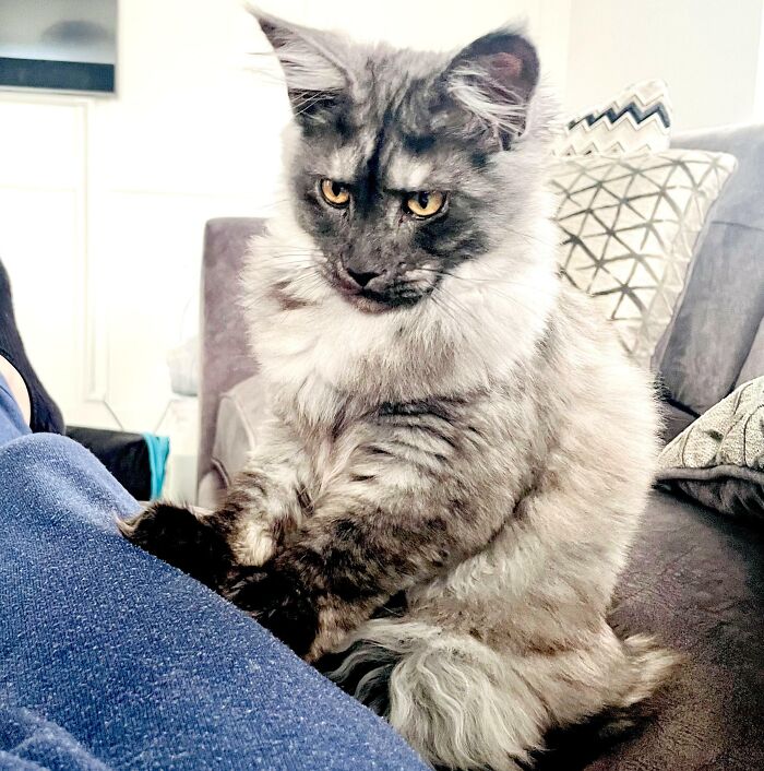 My Wife Wanted A Cat, I Said “Absolutely Not” Anyway, Here’s Our 14 Week Old Maine Coon