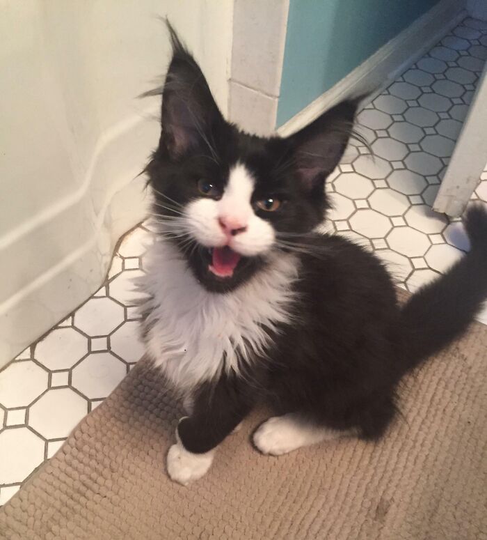 My Maine Coon Town Crier!