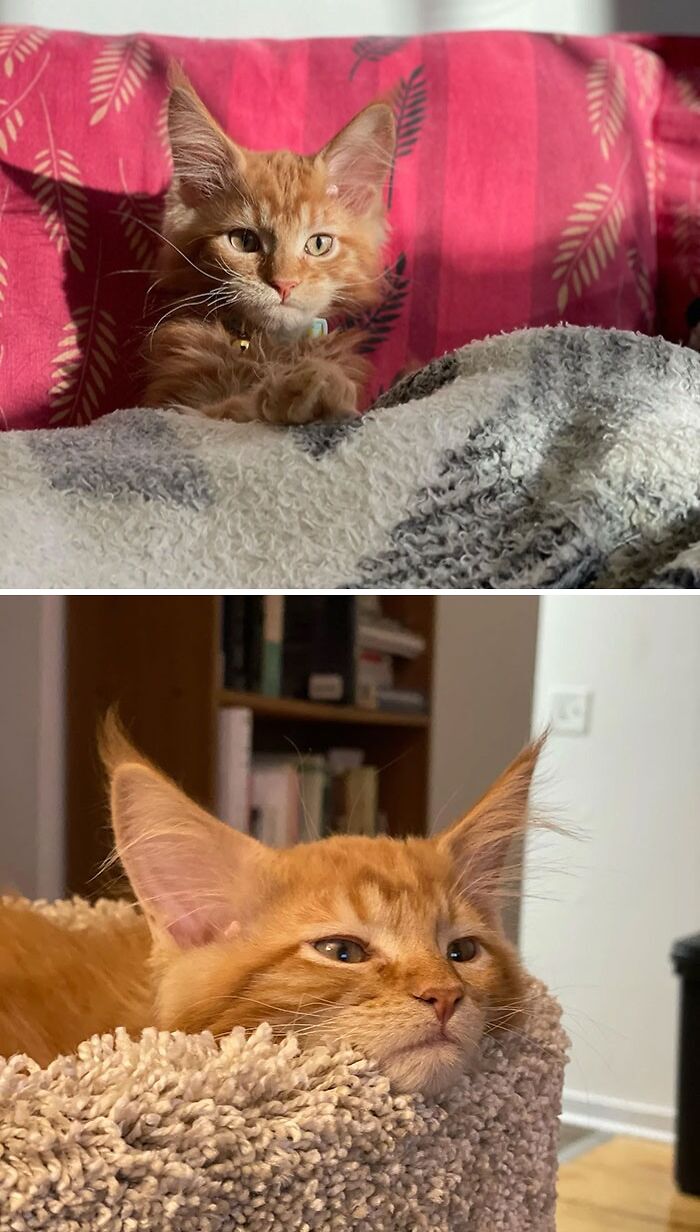 Totoro - Our 4 Month Old Maine Coon