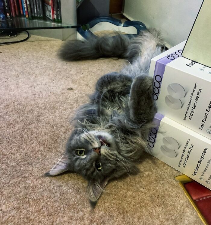 Maine Coons Are Such A Majestic Breed