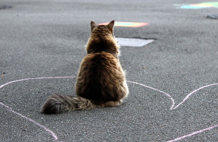 My Maine Coon Waltzed Right Through The Maze Of Staring Kids And Planted It Right There. She's Got A Presence