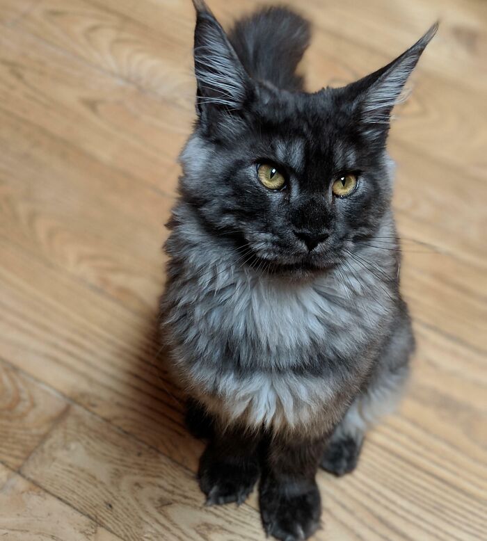 My Mother's Handsome Maine Coon, Gaston (Around 4 Months Old)