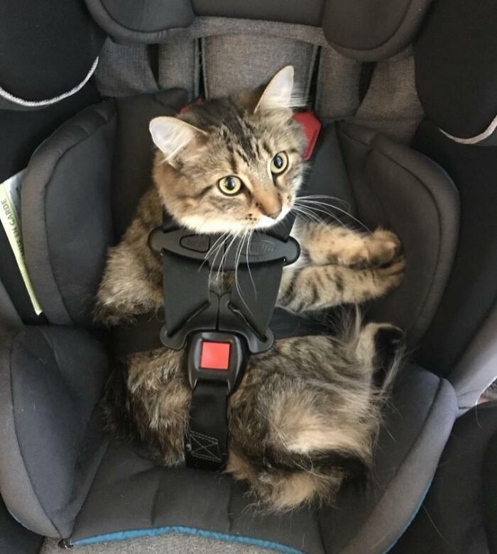 When Your Maine Coon Thinks She’s A Baby, You Let Her Be A Baby