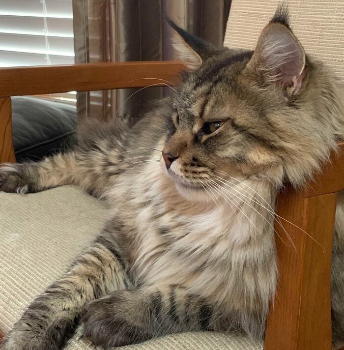 22 Lbs Of Maine Coon - Meet Bronson