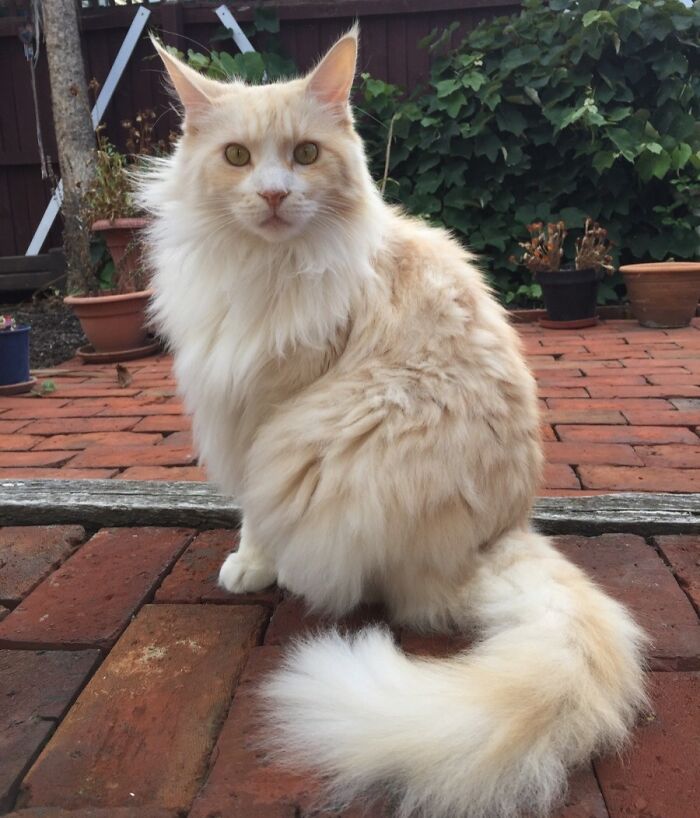 Say Hi To Leo, My Spoiled Red-Silver Maine Coon