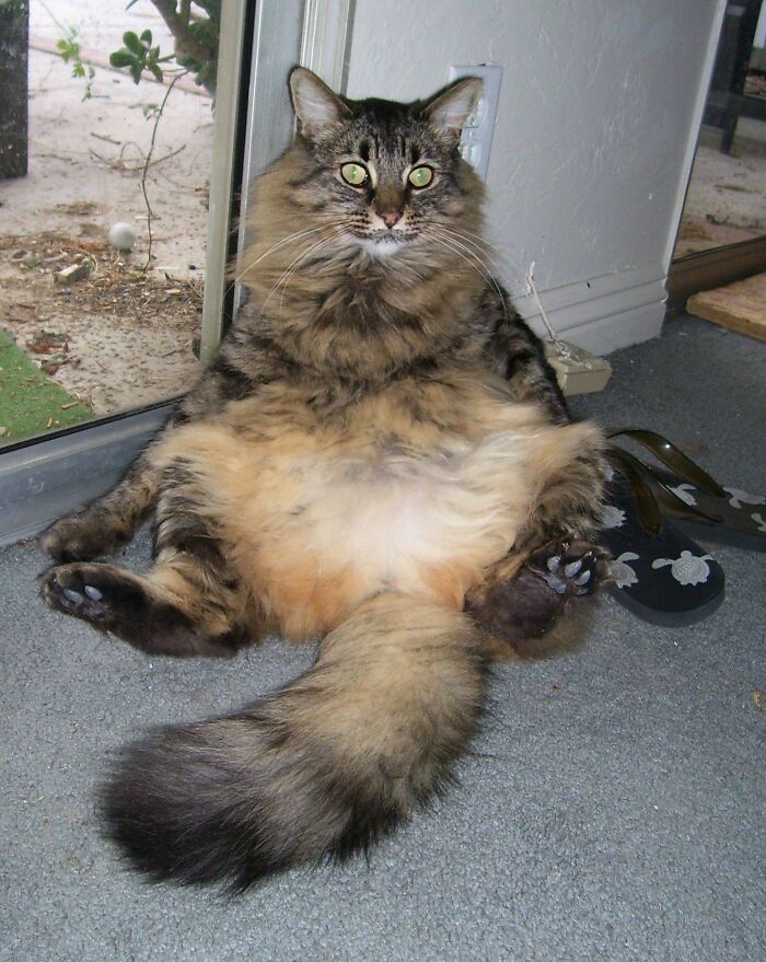 Maine Coons: The Classiest Of Pets