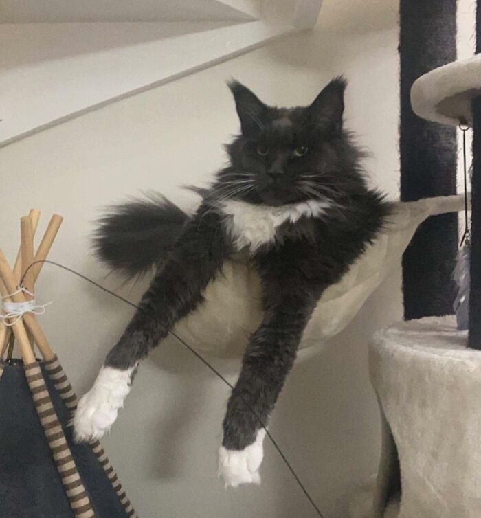 He Loves The Basket. He Doesn’t Fit, But Such Petty Details Don’t Stop Him