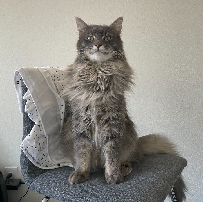 Giuseppe Is 3, Despite That Baby Face, And Is Also Just The Best Boi