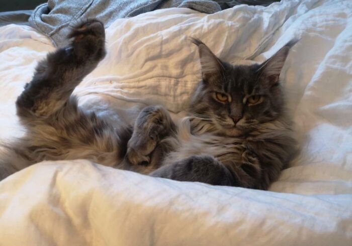 Such A Graceful Creature!