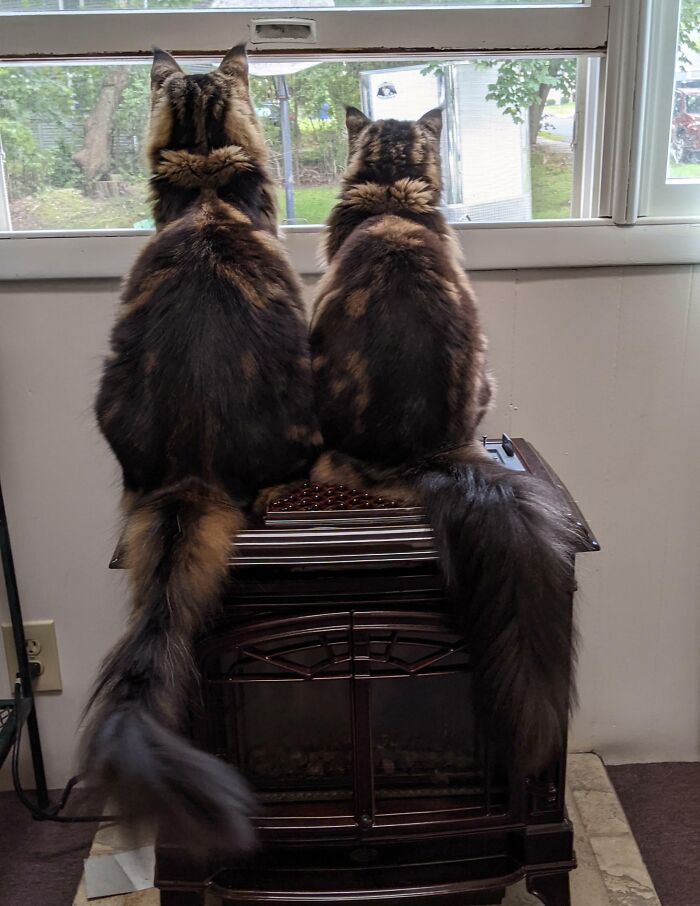 We Really Should Have Named Them Copy And Paste