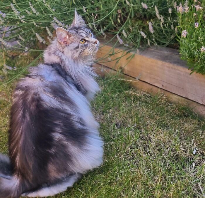 Last Of The Lavender Before Autumn