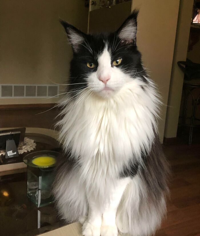 I’m Tired Of Owning A Cat That Looks Better Than Everyone Else In Our Household