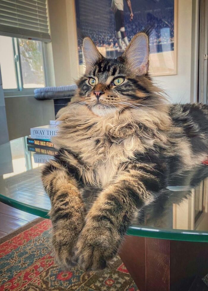 Big Dale Is Eight Months Old Today. His Murder Mittens Are Massive