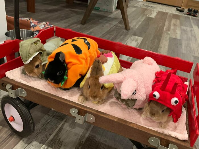 Better View Of The Bunny Costumes