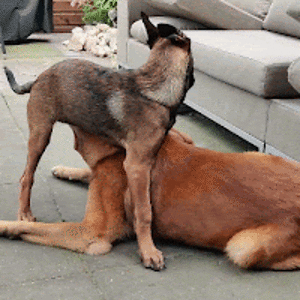 xandervanegmond avatar