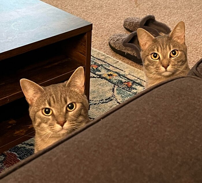  La gente siempre me pregunta cómo hago para distinguir a mis gatos, y nunca puedo explicarlo. Simplemente lo sé