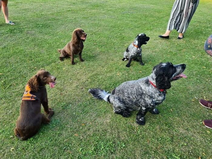 En nuestro paseo de hoy, nos encontramos con dos perros idénticos a los nuestros