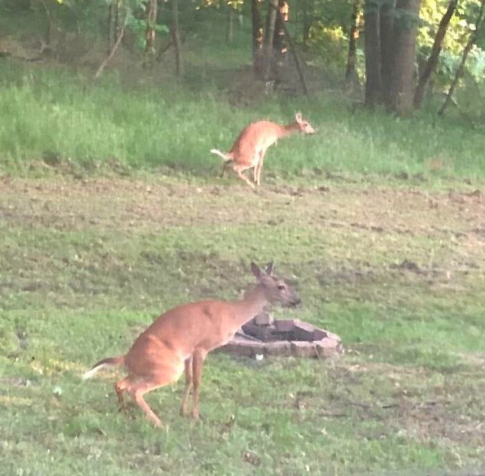 2 ciervos haciendo caca al mismo tiempo