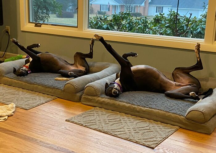 Gemelos tontuelos. ¿Cómo pueden estar cómodos en esa posición?