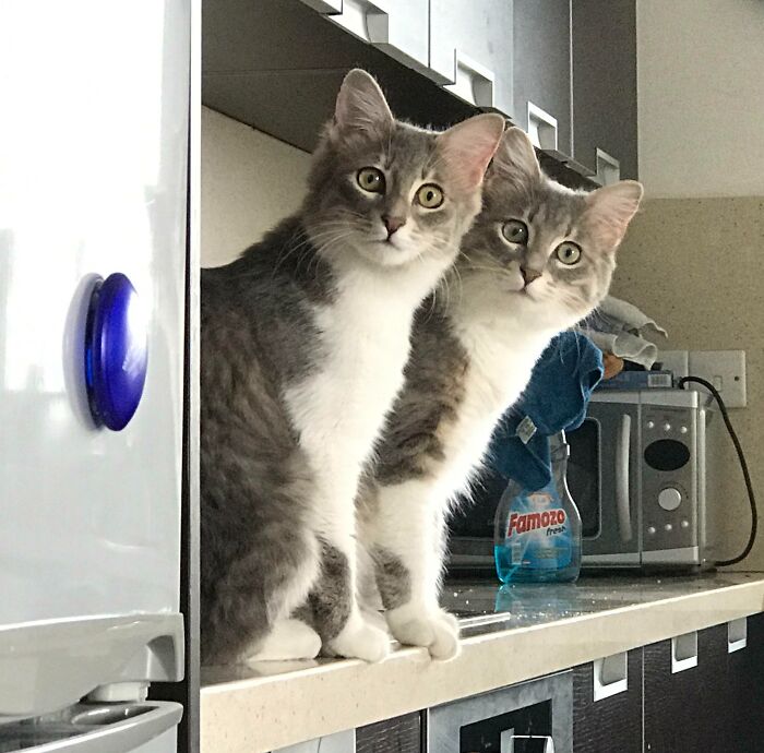 A veces es difícil distinguirlos