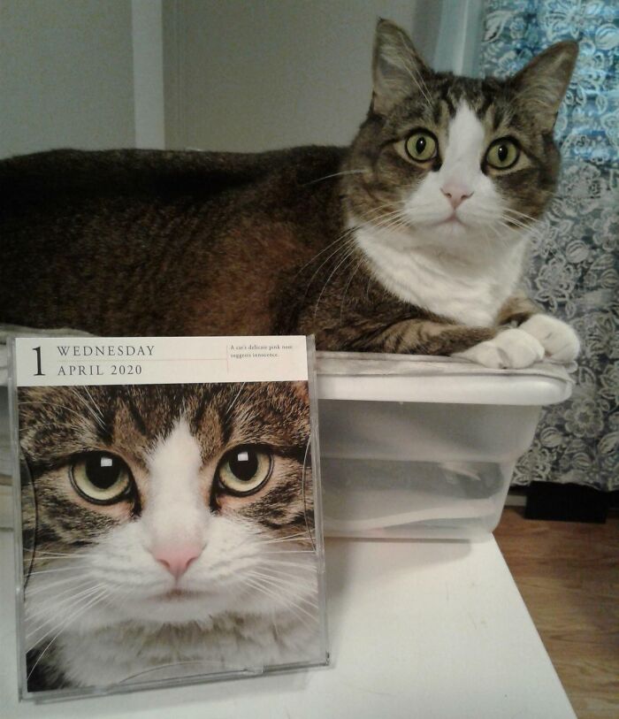 Merlin Has A Doppelganger