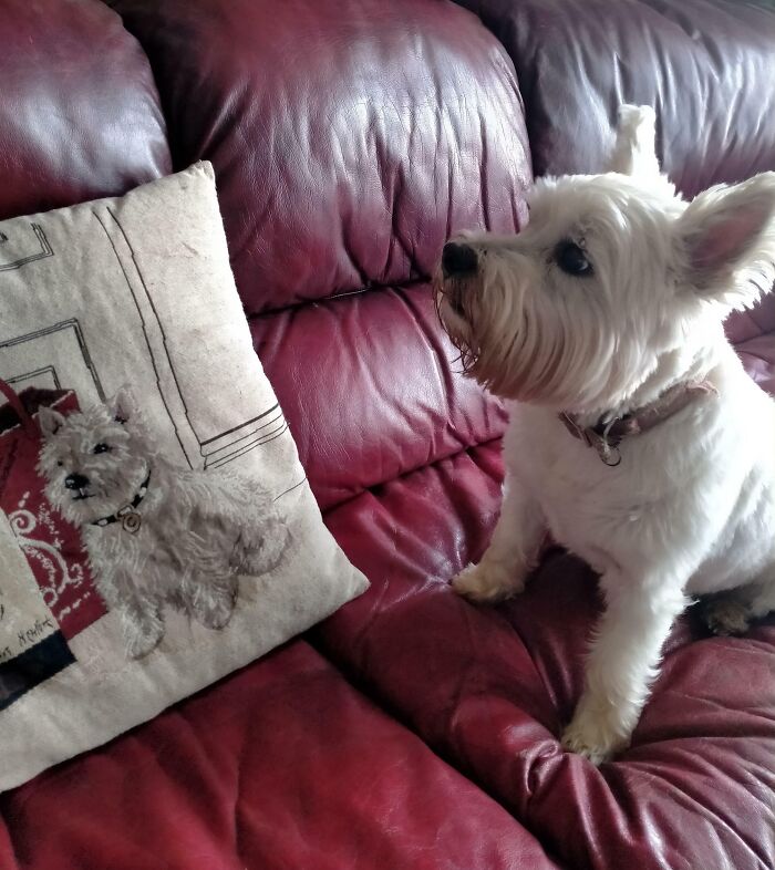 This Stray Dog We Found That Is Identical To My Nana's Couch Cushion