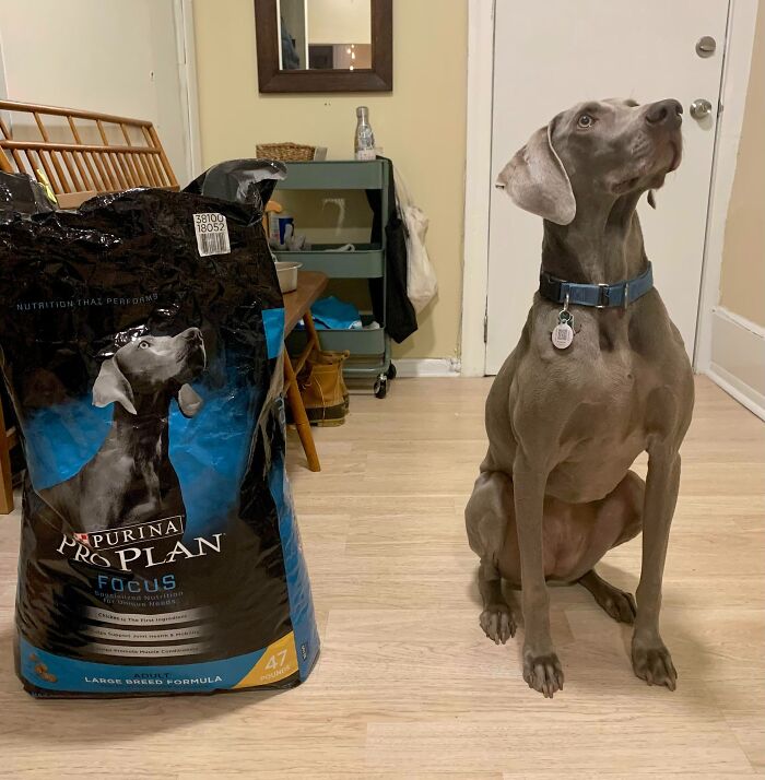 La perra que estoy cuidando es igual al perro que está en la bolsa de alimento