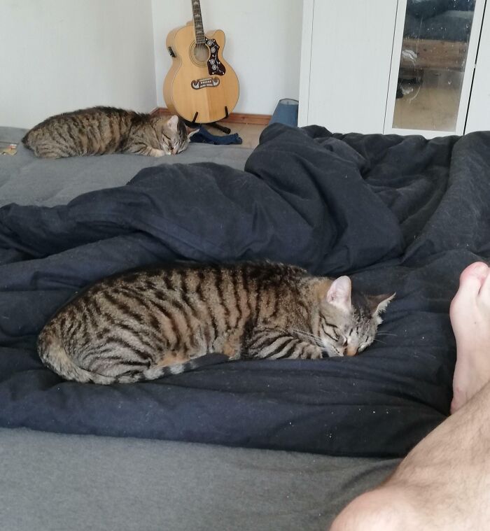 My Cat Duplicated Itself