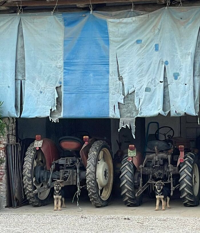 There Was An Old German Shepherd Here Last Month