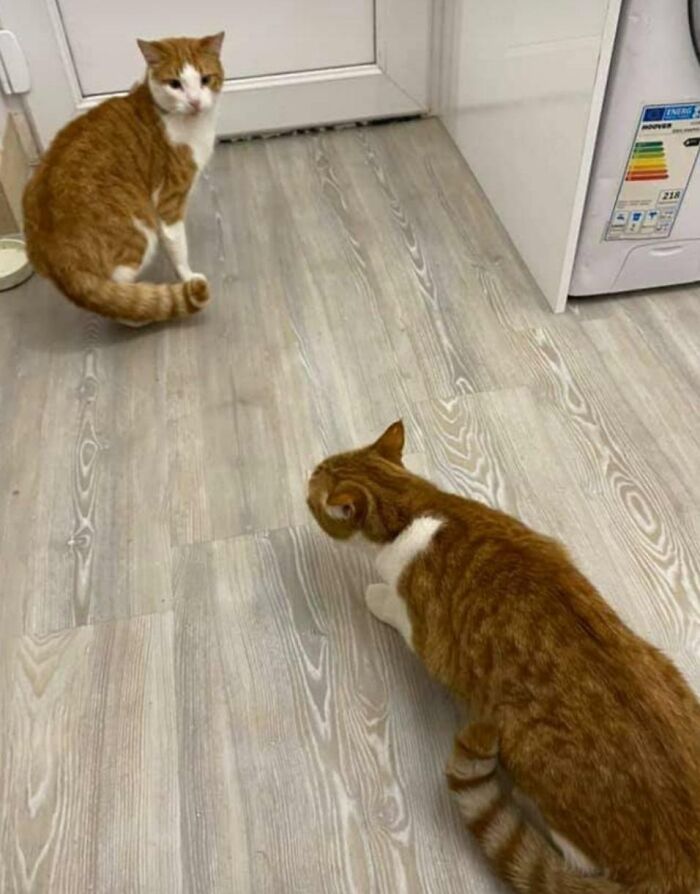 My Cat Went Missing For 2 Days. My Cat Comes To The Door And 30 Mins Later My Neighbor Comes And Drops Off What He Thought Was My Cat