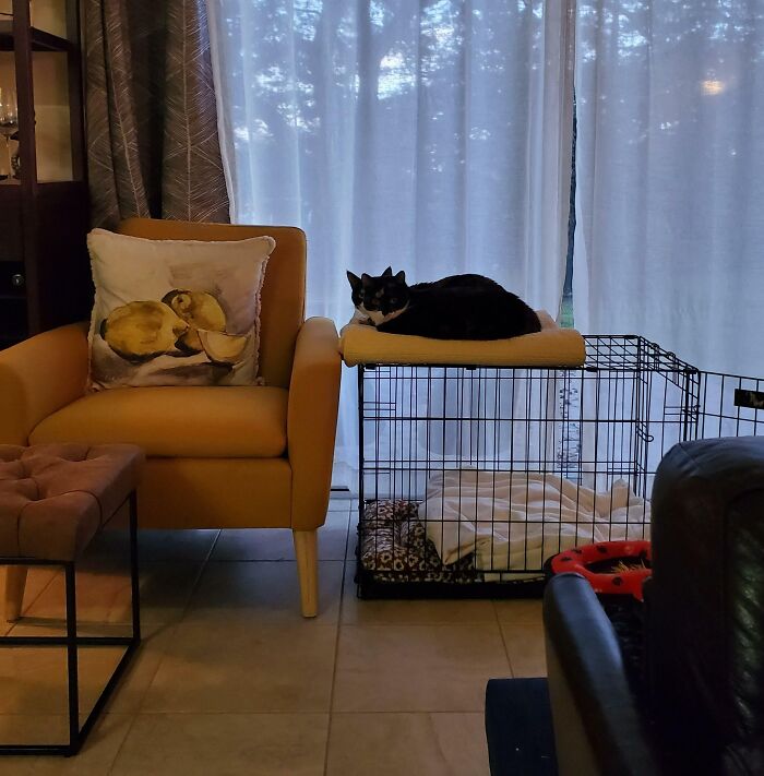 I Think My Cat Is Glitching