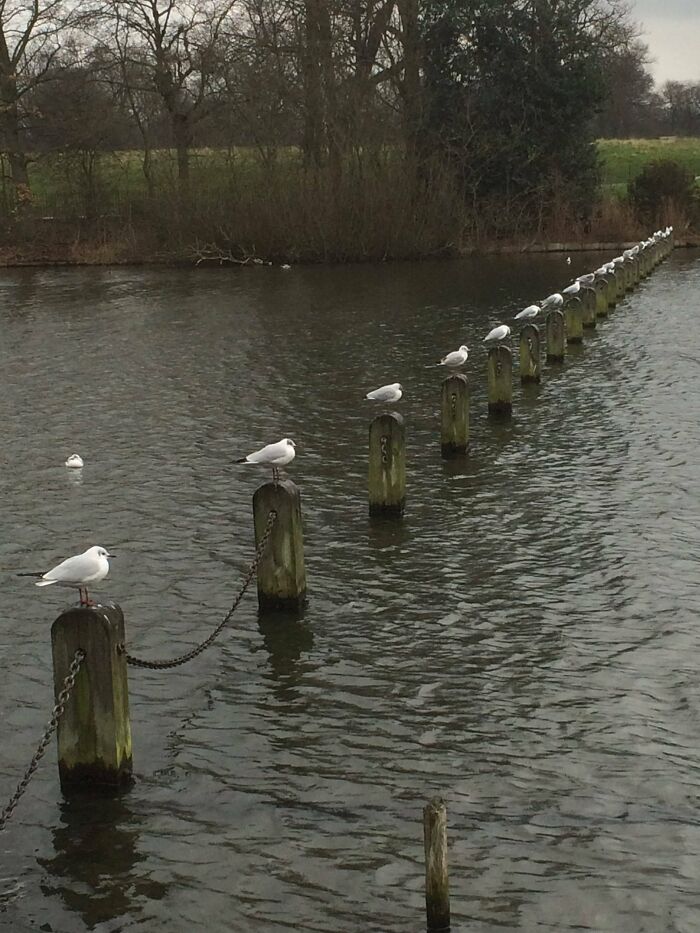 Estas aves en Hyde Park 