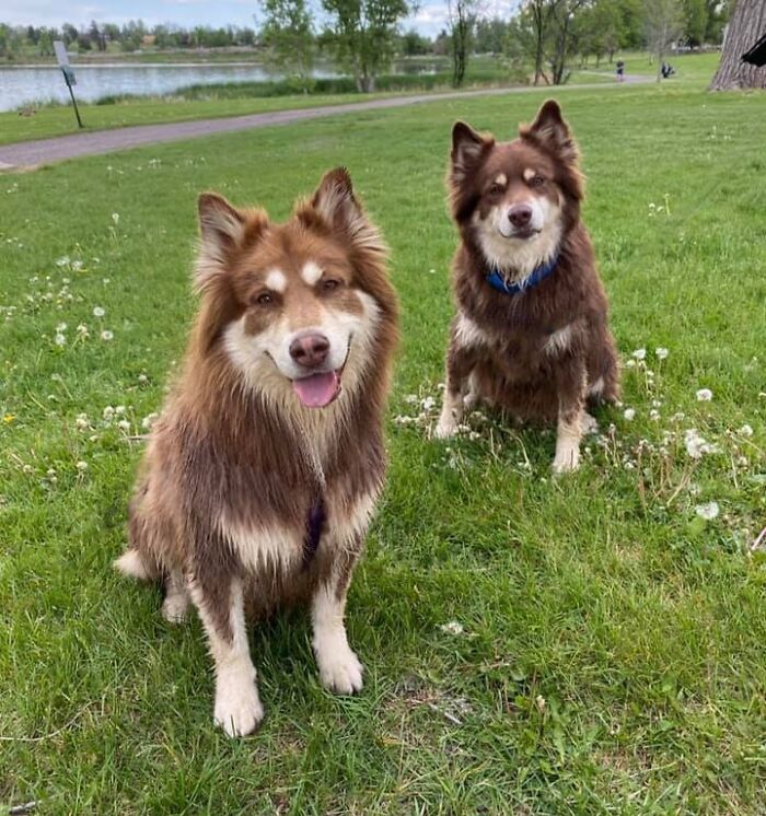 Hace unos años encontré a alguien en internet que tenía a el doble de mi perro. Gracias a un viaje, ¡pudieron conocerse la semana pasada! Aquí están Potato y Rufus