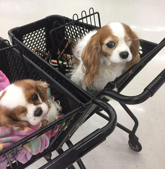 Mi perro, Flirt (el de la izquierda) encontró a su doble