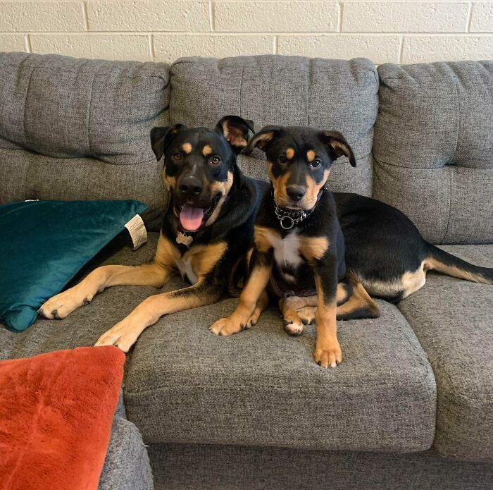 I Adopted My Dog's Doppelgänger. I Think He Approves