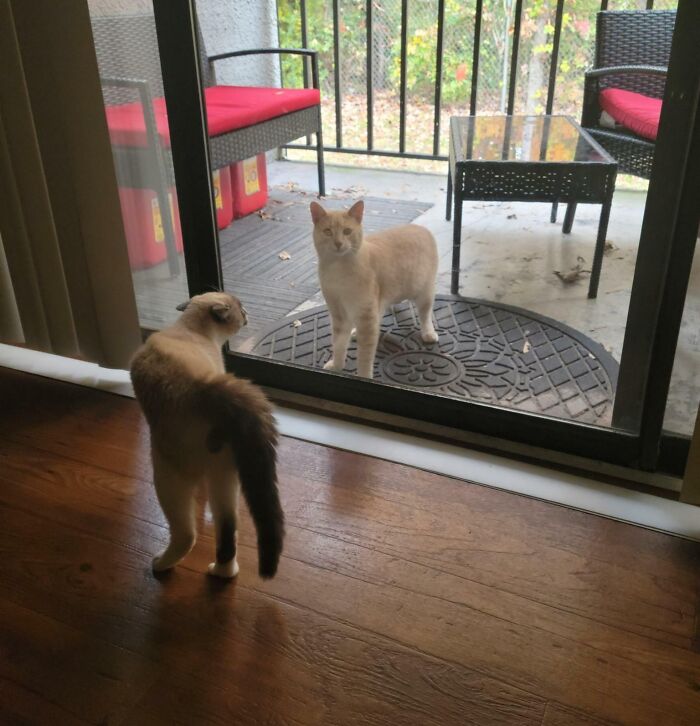 He Wants To Be My Cat, But Sir Odin Le Meow Meow Said Absolutely Not