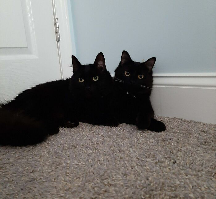 My Roommate's Little Voids