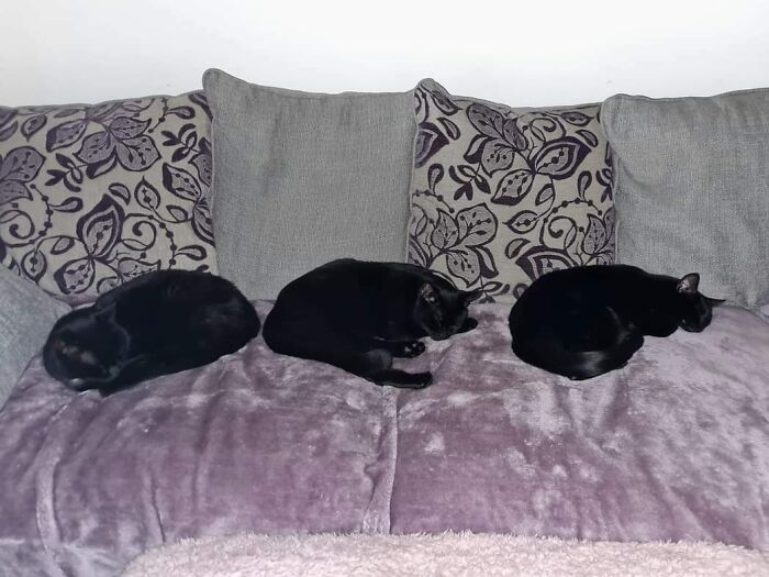 One Of These Is Not My Cat, Can Get Confusing From A Distance