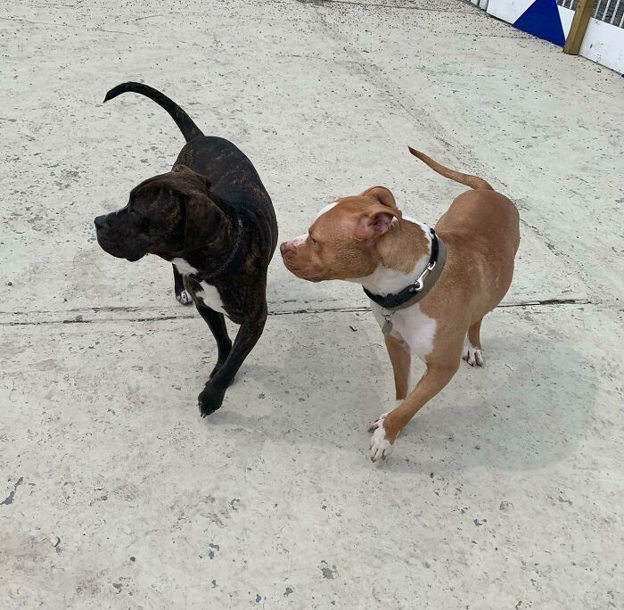 Took This Last Year Working At A Dog Daycare. Haven't Stopped Thinking About It Since