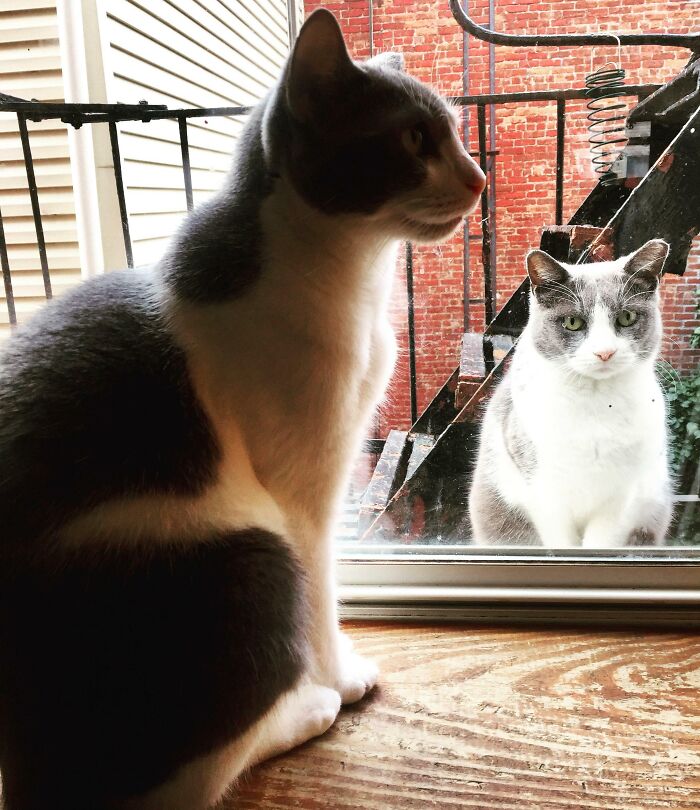 My Cat Has A Doppelganger
