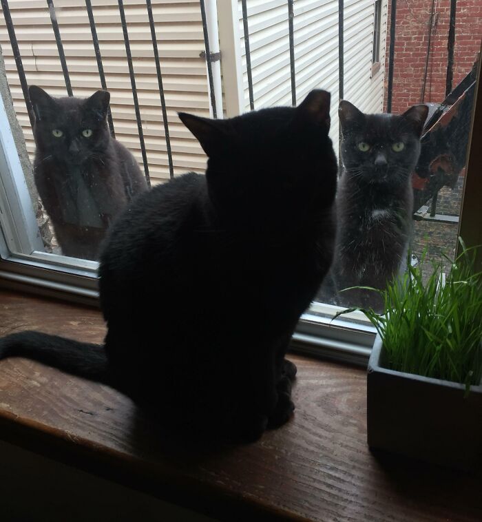 My Cat Has Doppelgangers